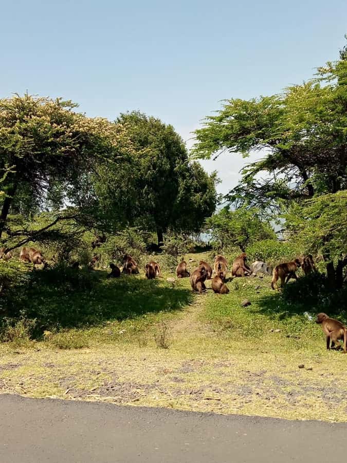 Addis Ababa: Debre Libanos, Blue Nile Gorge, and Cave Tour - Why this Addis Ababa day trip works so well