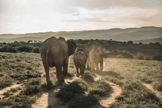 Addo Elephant National Park All Inclusive Full-Day Safari - Why Addo Elephant National Park Feels Different From Other Safaris