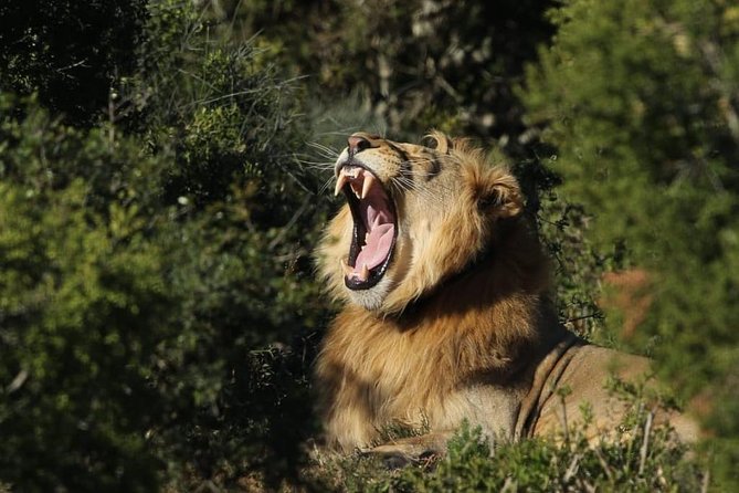Addo Elephant National Park All Inclusive Full-Day Safari - Picking Up in Port Elizabeth (and the South Gate Option)