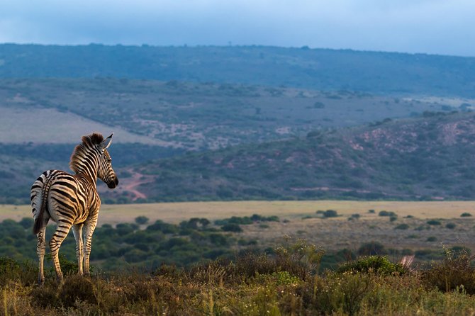 Addo Elephant National Park All Inclusive Full-Day Safari - Game Drive #1: First Wildlife Contacts and the Elephants’ Rhythm