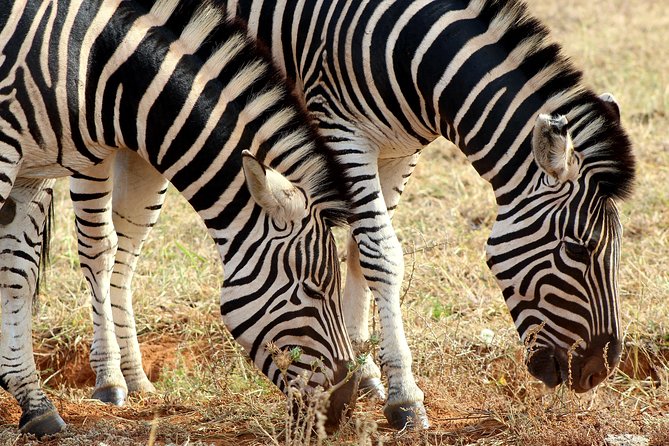 Addo Elephant National Park All Inclusive Full-Day Safari - Game Drive #2: Bigger Chances, Same Rules, Better Timing