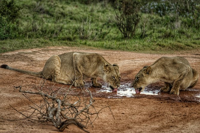 Addo Elephant National Park All Inclusive Full-Day Safari - Big Five (and More): Reading the Big 7 Theme Without Getting Confused
