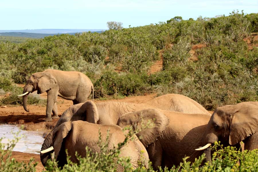 Addo Elephant National Park All Inclusive Full-Day Safari - What It’s Like With Guides Like Freddy, John, Sidwell, King Elvis, and Wanele