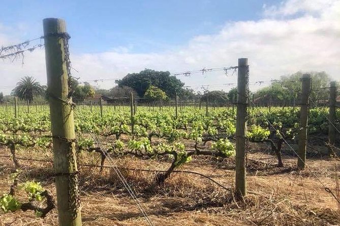 African Story Wine Tours in the Cape Winelands - Pickup at 8:30am and the small-group rhythm
