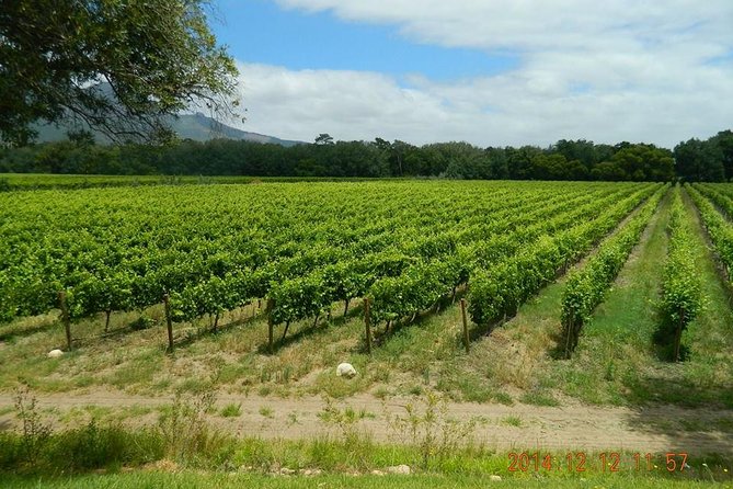 African Story Wine Tours in the Cape Winelands - Stop-by-stop: four wineries, four different vibes