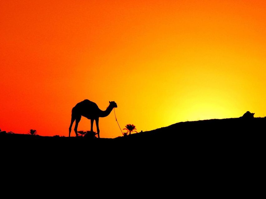 Agadir: Camel Ride With Tea & BBQ Dinner Option - Should You Book This Agadir Camel Ride With Tea and BBQ?