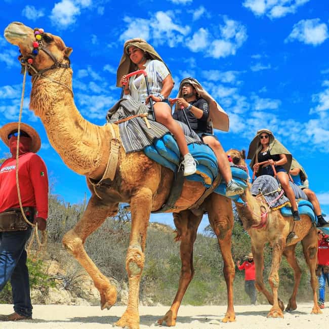 Agadir: Camel Ride With Tea & BBQ Dinner Option - The Camel Ride in the Souss Area: Timing, Terrain, and Photo Stops