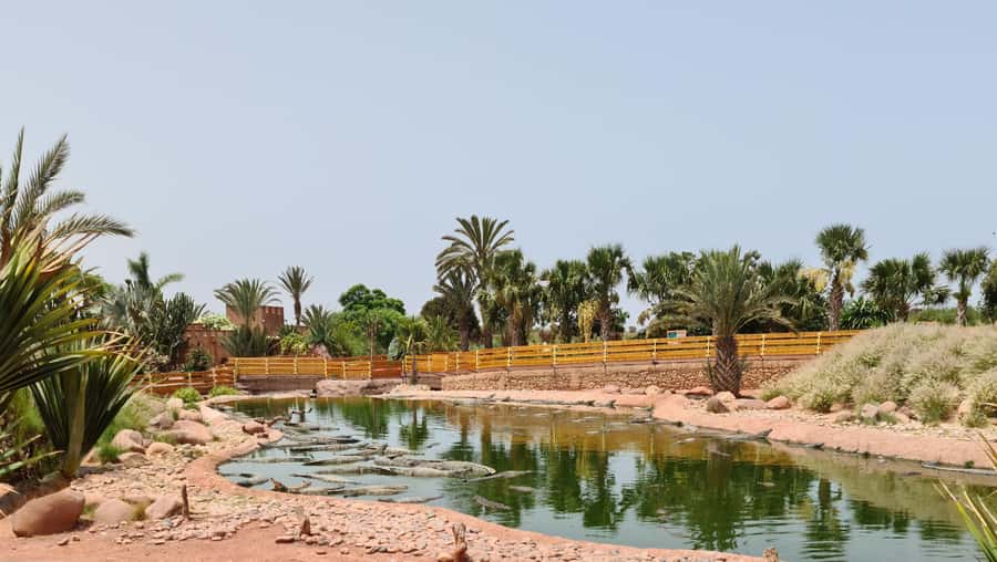 Agadir: Crocoparc Entry Ticket with Transfers, Guide, & Tea - Key things I’d bet on