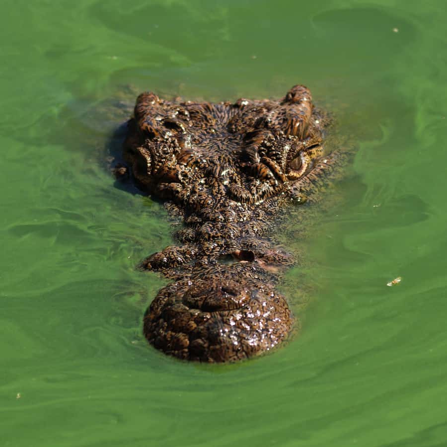 Agadir: Crocoparc Entry Ticket with Transfers, Guide, & Tea - The guided tour: how it makes the visit click