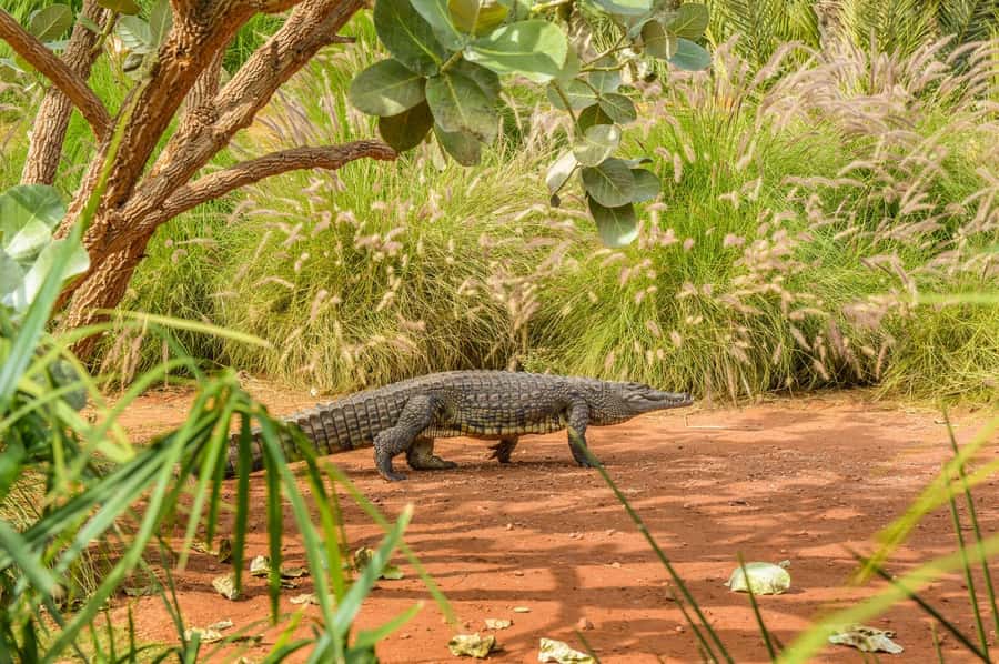 Agadir: Crocoparc Entry Ticket with Transfers, Guide, & Tea - What I’d pack and how I’d time the day