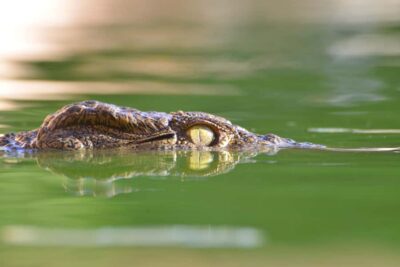 Agadir: Crocoparc Skip-the-Line Entry Ticket - Skip-the-Line Entry and How Much Time You’ll Actually Need