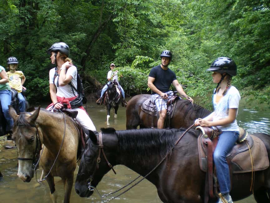 Agadir: Forest and Sand Dunes Guided Horse Riding - Horses, Safety, and Beginner Comfort (This Is Where Ratings Come From)