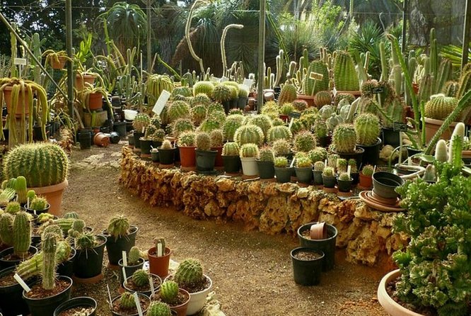 Agadir Paradise Valley Guided Tour Swimming & Breakfast - What you eat: breakfast, optional tagine lunch, and drinks