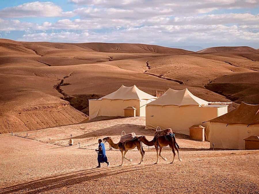 Agafay: Half-Day Rocky Desert Quad & Camel Ride with Lunch - Price and Value: What $35 Gets You (and What It Doesn’t)