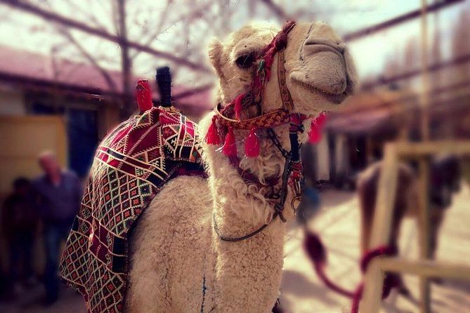 Atlas Mountains and Three Valleys & Waterfalls - Villages Marrakech Day Trip - Why This Marrakech Atlas Day Trip Feels Worth the Time