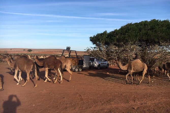 Balloon Flight with Berber Breakfast - Key things that make this Marrakech balloon morning worth your time