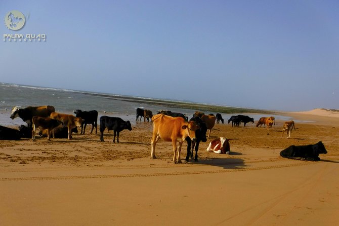 Big dunes and atlantic coast tour 2 HOURS - Oued Ksob and Sultan’s Palace Ruins: Stops That Add Meaning