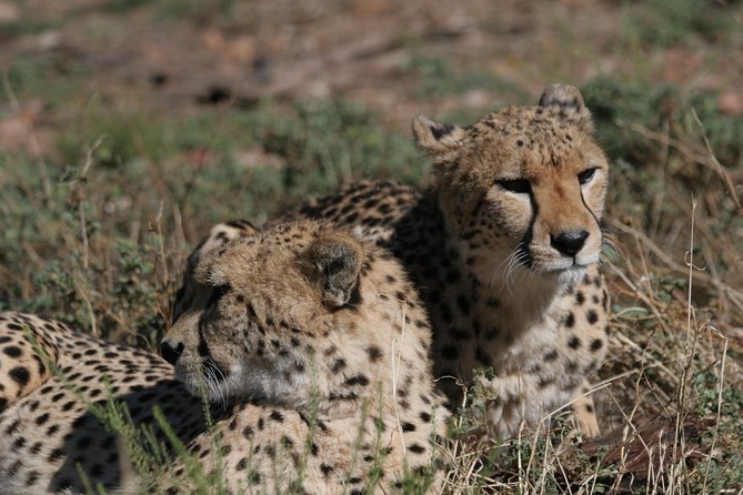 Big Five Game Reserve Wildlife Safari from Cape Town - Key Things I’d Bank On Before You Go