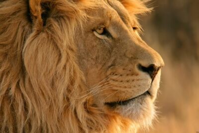 Big Five Safari and Breede River Valley Guided Day Trip - A One-Day Big Five Plan From Cape Town