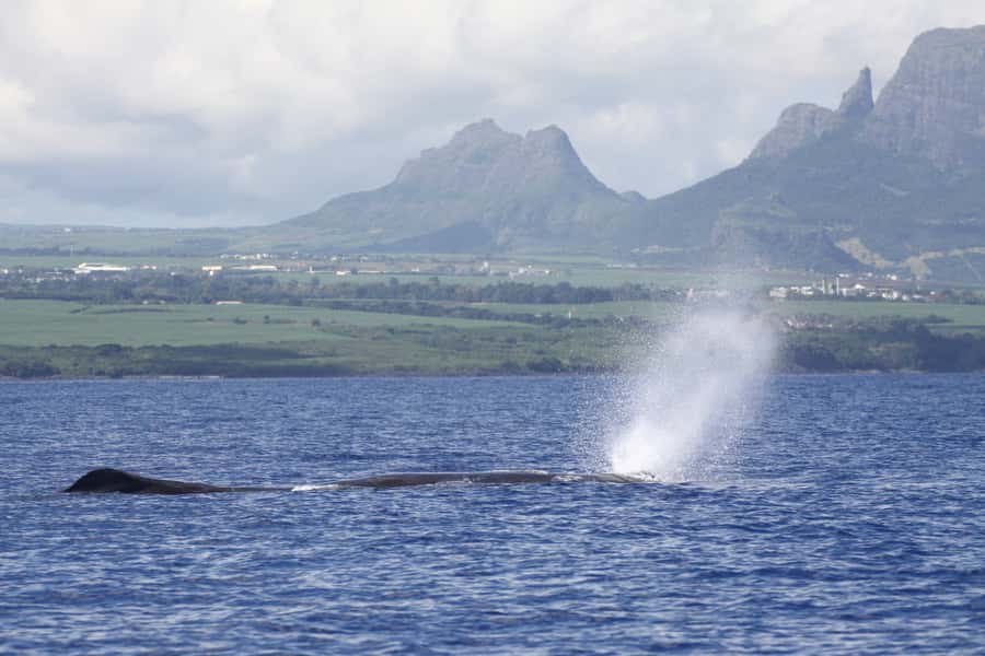 Black River: Dolphin Swim and Whale Watching by Speedboat - Key highlights you’ll feel right away