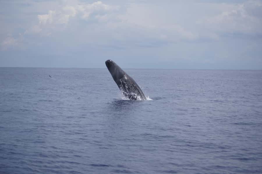 Black River: Dolphin Swim and Whale Watching by Speedboat - A speedboat that actually respects wildlife rules