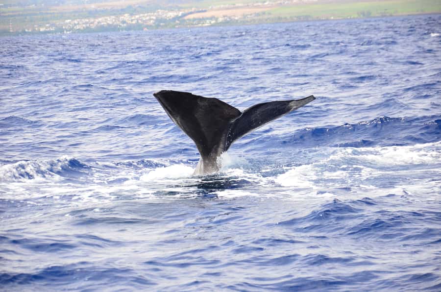 Black River: Dolphin Swim and Whale Watching by Speedboat - Whale watching from the boat: 60% chance, clear boundaries