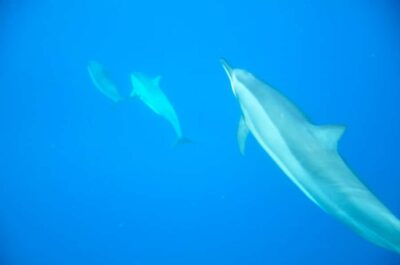 Black River: Dolphin Swim and Whale Watching by Speedboat - Dolphin swim time: spinner and bottlenose, guided and structured