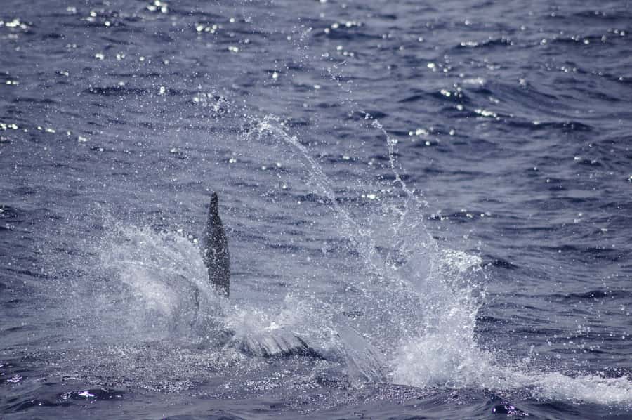 Black River: Dolphin Swim and Whale Watching by Speedboat - Snorkeling the coral reef: tropical fish and an easy finish