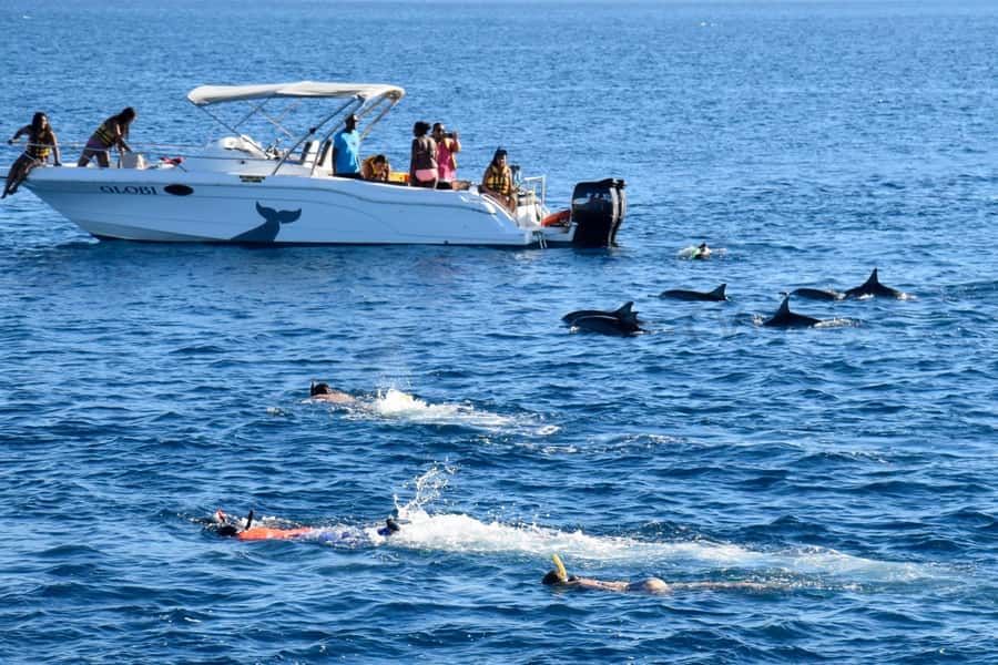 Black River: Dolphin Swim and Whale Watching by Speedboat - Speedboat comfort and logistics: what 5 hours really feels like