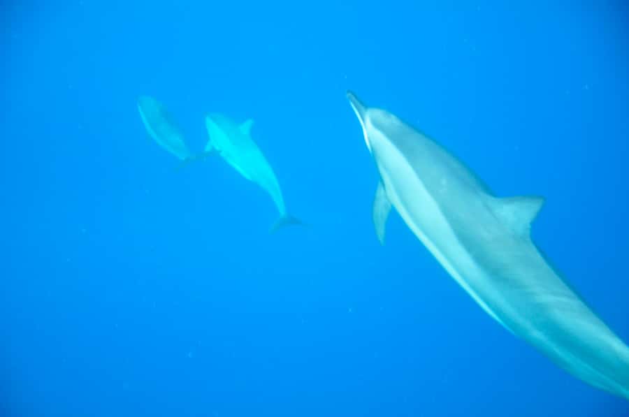 Black River: Dolphin Swim and Whale Watching by Speedboat - Dolphin swim time: spinner and bottlenose, guided and structured