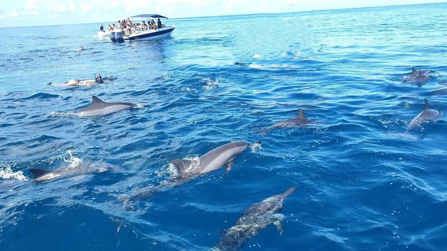 Black River: Swim with Dolphin Speed Boat Tour with lunch - Key things I’d watch for