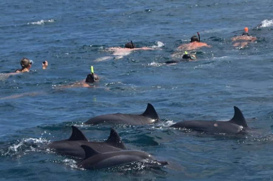Black River: Swim with Dolphin Speed Boat Tour with lunch - Speedboat to Île aux Bénitiers: fast, wet, and well-run