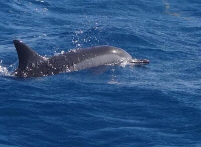 Black River: Swim with Dolphin Speed Boat Tour with lunch - Swimming with dolphins: what respectful rules look like in practice