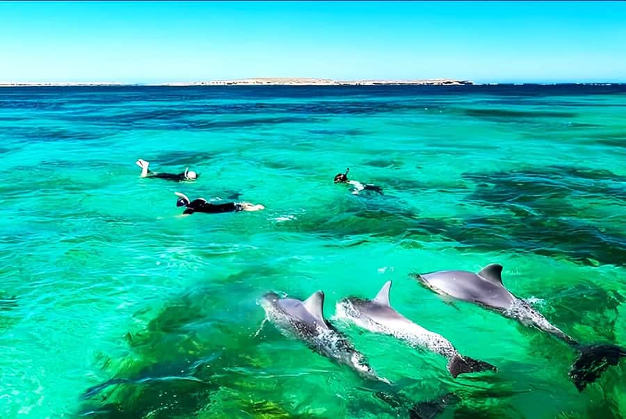 Black River: Swim with Dolphin Speed Boat Tour with lunch - Timing and pacing: how the 6.5 hours usually feel