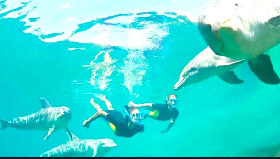 Black River: Swim with Dolphin Speed Boat Tour with lunch - Who should skip it
