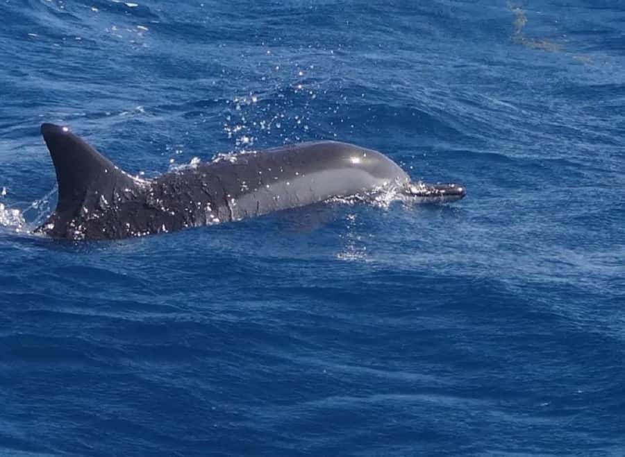 Black River: Swim with Dolphin Speed Boat Tour with lunch - Swimming with dolphins: what respectful rules look like in practice