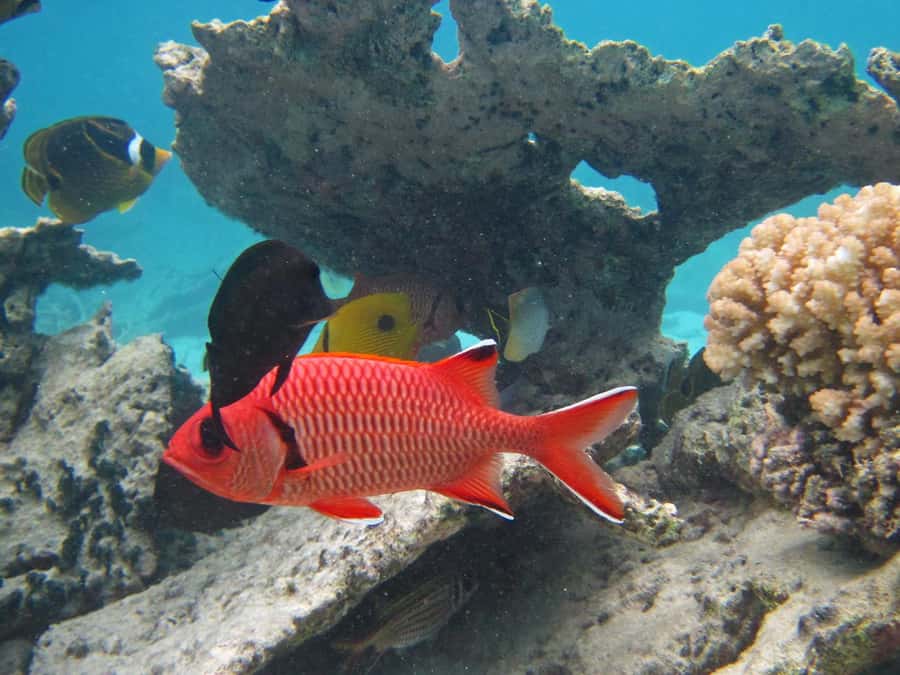 Blue Bay: Half-Day Snorkeling Trip with Creole Picnic Lunch - Key highlights worth planning around
