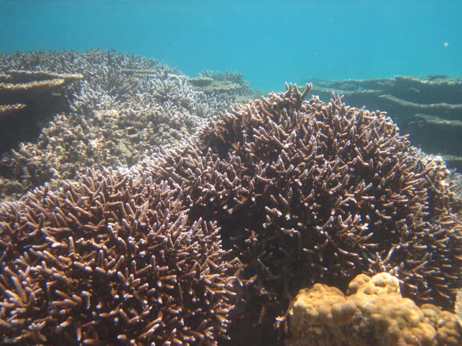 Blue Bay: Half-Day Snorkeling Trip with Creole Picnic Lunch - Second snorkeling in the marine park: corals, fish, and real variety