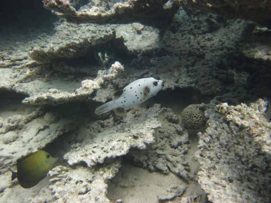 Blue Bay: Half-Day Snorkeling Trip with Creole Picnic Lunch - What the included gear and drinks change for you
