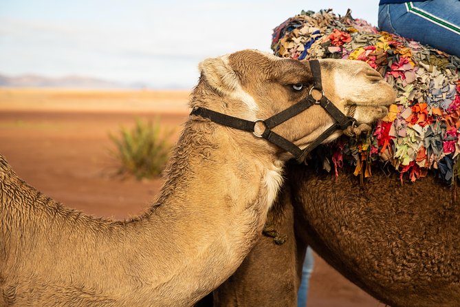 Camel and Quad Biking Tour from Marrakech - Quad biking after lunch: speed, safety, and terrain variety