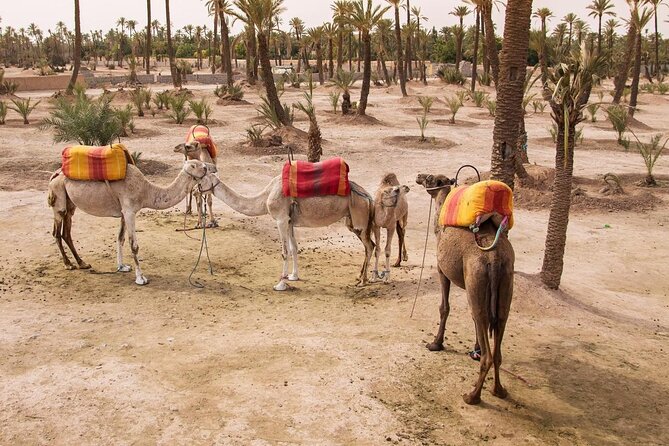 Camel ride Marrakech - Key highlights worth your time