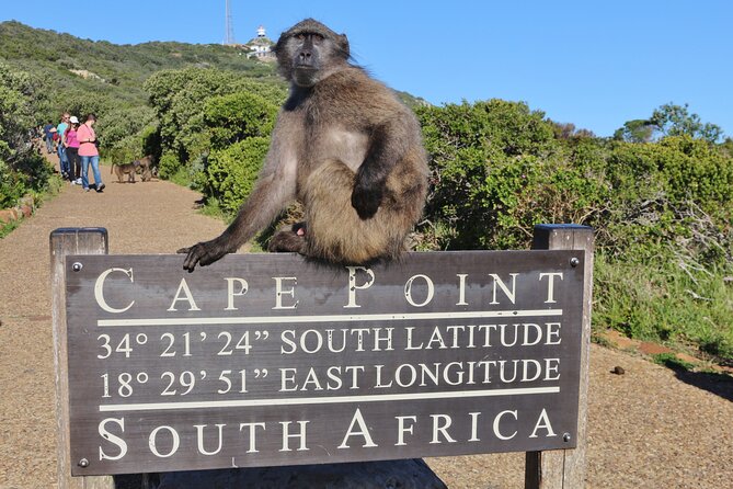 Cape of Good Hope & Penguins Small Group Tour from Cape Town - Cape Peninsula in One Long Day: What This Tour Delivers