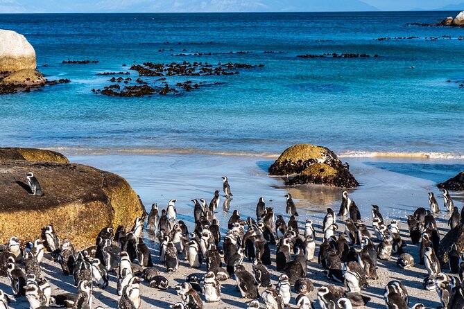 Cape of Good Hope & Penguins Small Group Tour from Cape Town - Atlantic Seaboard: Clifton, Camps Bay, and the Twelve Apostles Photo Moment