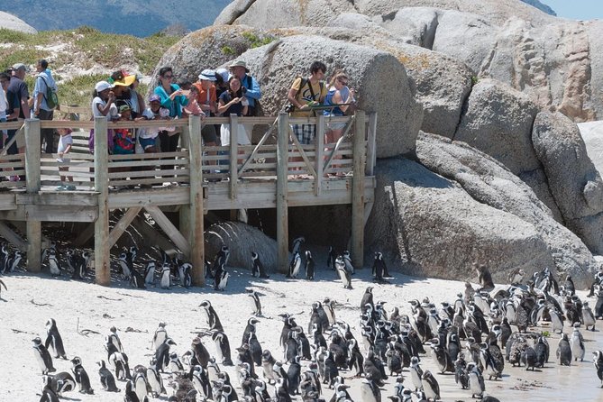 Cape Point Sightseeing Tour including Cape of Good Hope full day from Cape Town - Chapman’s Peak Drive viewpoint: the quick hit of classic Cape coastline