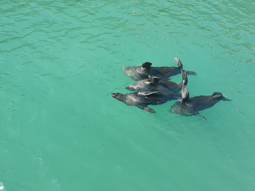Cape Town: 30 Minute Harbour Boat Cruise with Seal Watching - Key Highlights You’ll Notice Fast