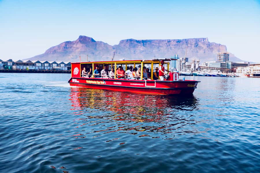 Cape Town: 30 Minute Seal-Watching Harbour Cruise - Should you book this 30-minute harbour cruise?