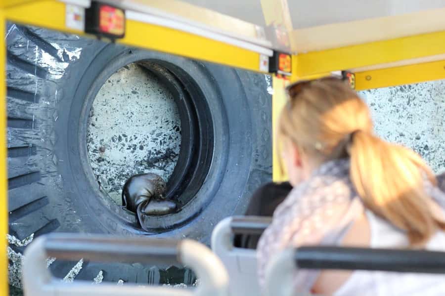 Cape Town: 30 Minute Seal-Watching Harbour Cruise - Price and Value: Why $6 Can Be a Smart Day Move