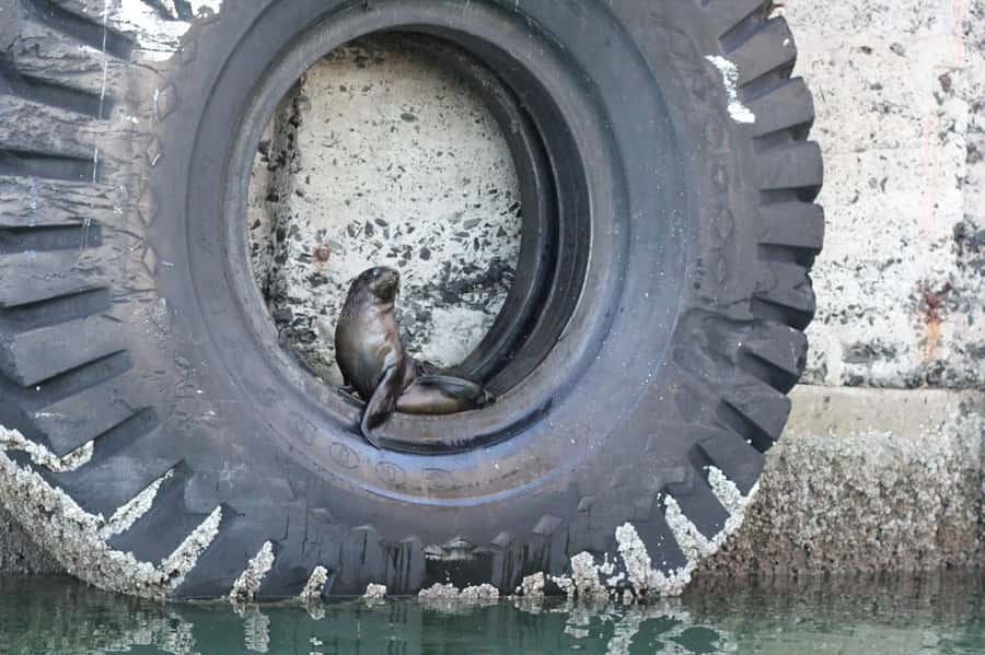 Cape Town: 30 Minute Seal-Watching Harbour Cruise - Who Should Book This Harbour Cruise (and Who Might Skip It)