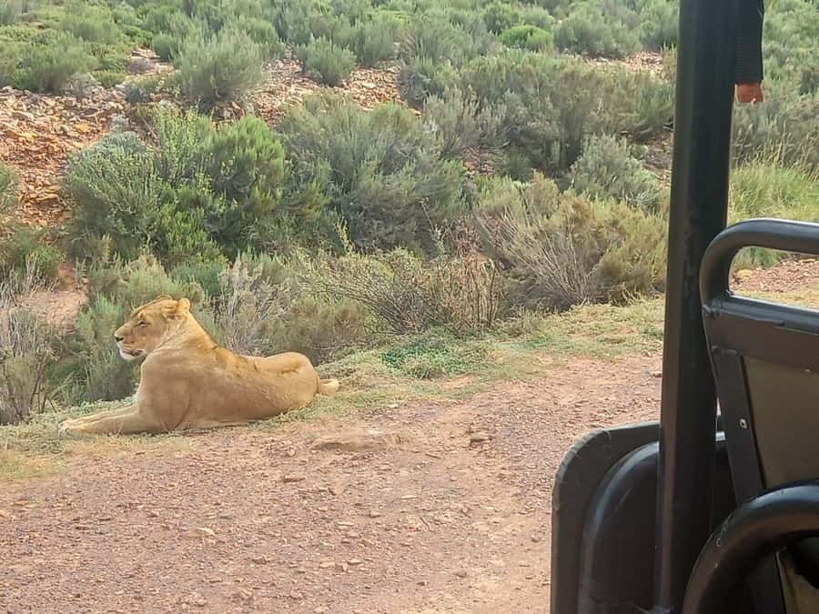 Cape Town: Aquila Game Reserve Sunset Game Drive - Key things I’d put on your radar