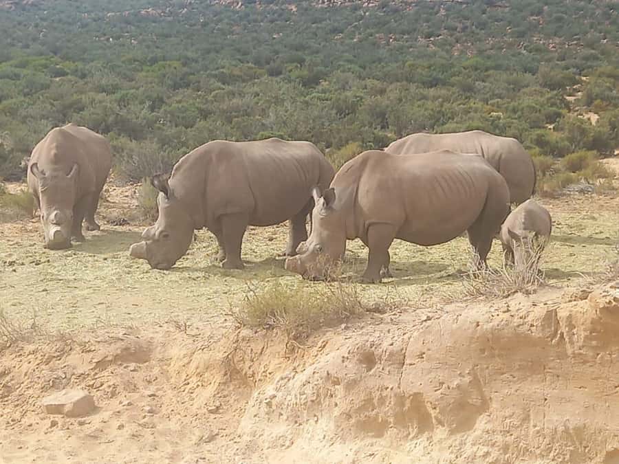 Cape Town: Aquila Game Reserve Sunset Game Drive - Aquila at sunset: why the timing helps your odds